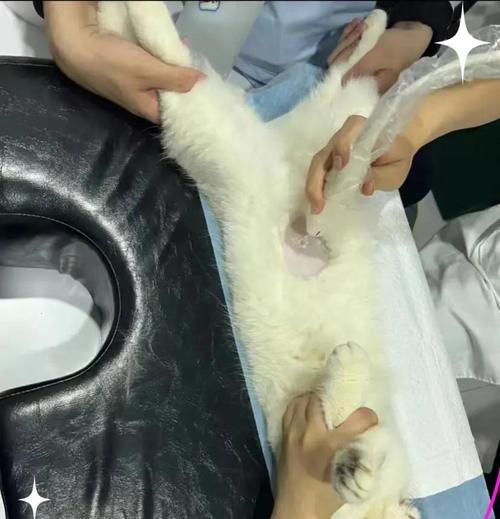 猫尿结石后多久洗澡？解读正确的洗澡时间（宠物猫健康护理之洗澡时间的重要性与注意事项）(图2)