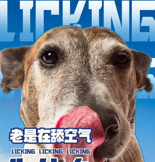 为什么狗狗喜欢舔人？（揭秘狗狗舔人的七大原因）(图2)