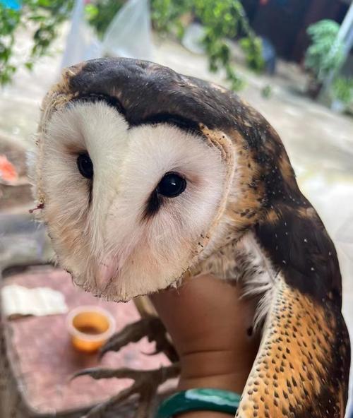仓鸮的饲养之道（探索仓鸮的特性与养殖技巧）(图2)