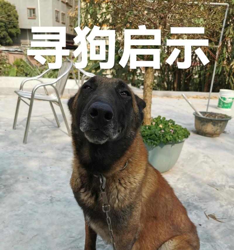 怎样将宠物狗带回家(居住在外地的人如何安全、顺利地将宠物狗带回家)(图2) 怎样将宠物狗带回家(居住在外地的人如何安全、顺利地将宠物狗带回家)(图2)