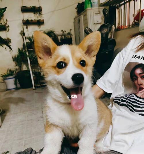 狗狗吃排骨炖需要多久？（探究狗狗吃排骨炖的最佳时间和做法）(图2)