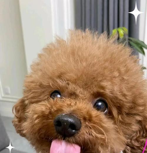 泰迪消炎药大揭秘（了解泰迪消炎药的种类和功效，保护您的爱宠健 - 新生家伴