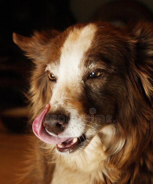 狗狗吃排骨炖需要多久？（探究狗狗吃排骨炖的最佳时间和做法）(图3)