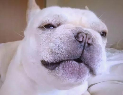 如何判断狗狗是否吃饱？喂食频率的最佳选择（探索狗狗饮食习惯，帮助你正确喂养它们）(图3)