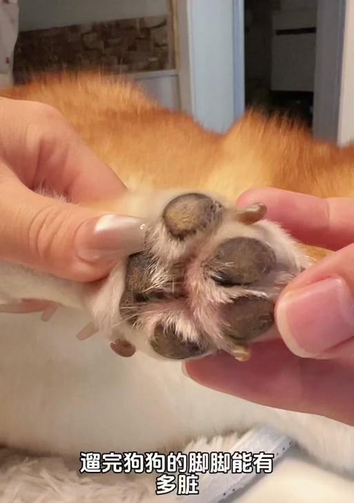 如何辨别纯种柴犬的脚趾和爪子？（纯种柴犬爪子的颜色是什么？）(图2)