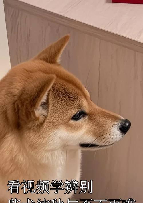 如何辨别纯种柴犬的脚趾和爪子？（纯种柴犬爪子的颜色是什么？）(图1)