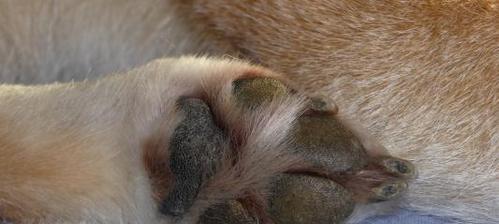如何辨别纯种柴犬的脚趾和爪子？（纯种柴犬爪子的颜色是什么？）(图3)