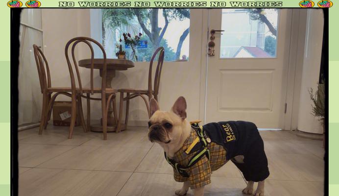 法国斗牛犬（揭秘法国斗牛犬的性格与特点）(图2)