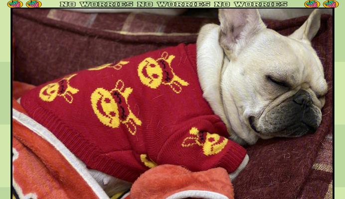 法国斗牛犬（揭秘法国斗牛犬的性格与特点）(图3)