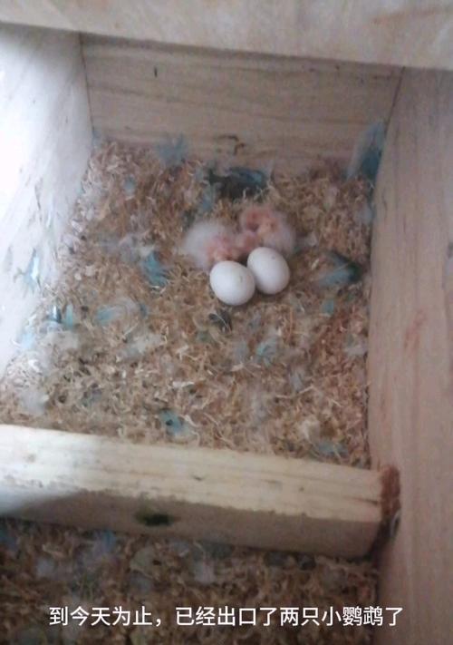 初学者指南（从雏鸟到成长的陪伴，你需要知道的关键点）(图2)