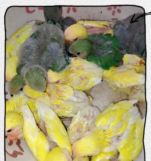 初学者指南（从雏鸟到成长的陪伴，你需要知道的关键点）(图3)