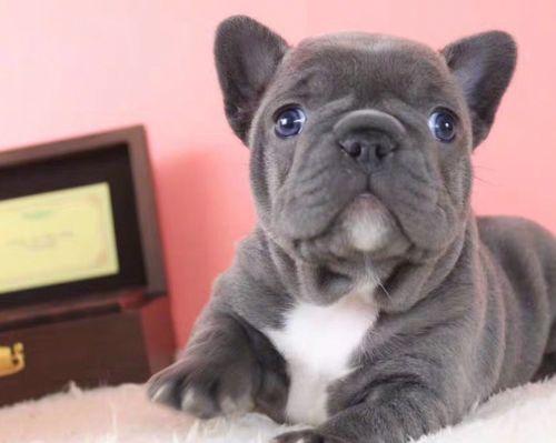 法国斗牛犬（揭秘法国斗牛犬的性格与特点） - 新生家伴