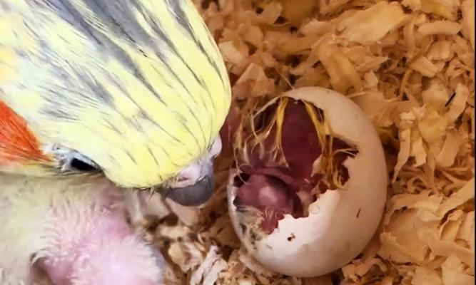 初学者指南（从雏鸟到成长的陪伴，你需要知道的关键点）(图1)