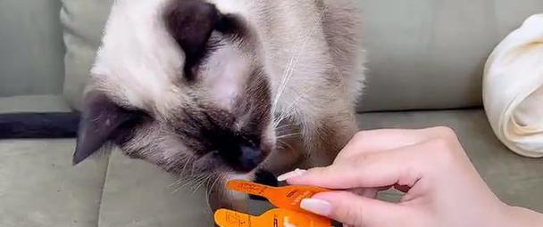 猫的驱虫周期及重要性（了解猫咪驱虫的时间和方法，保护它们的健康）(图1)