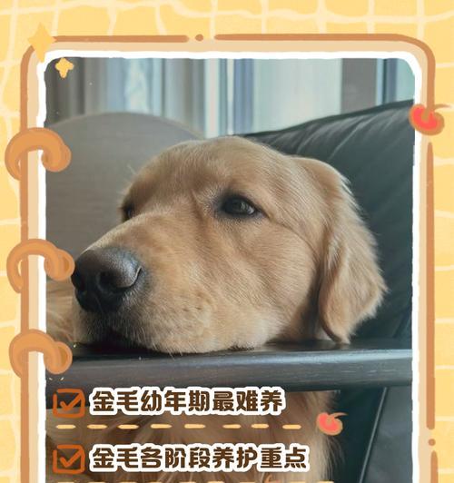 小金毛断奶的最佳时间是什么时候？（小金毛断奶时间的重要性及影响因素）(图3)