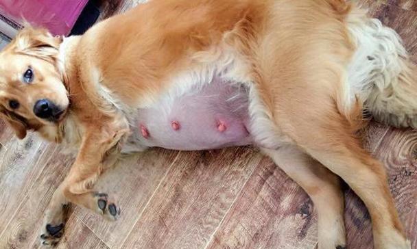 小金毛断奶的最佳时间是什么时候？（小金毛断奶时间的重要性及影响因素）(图1)