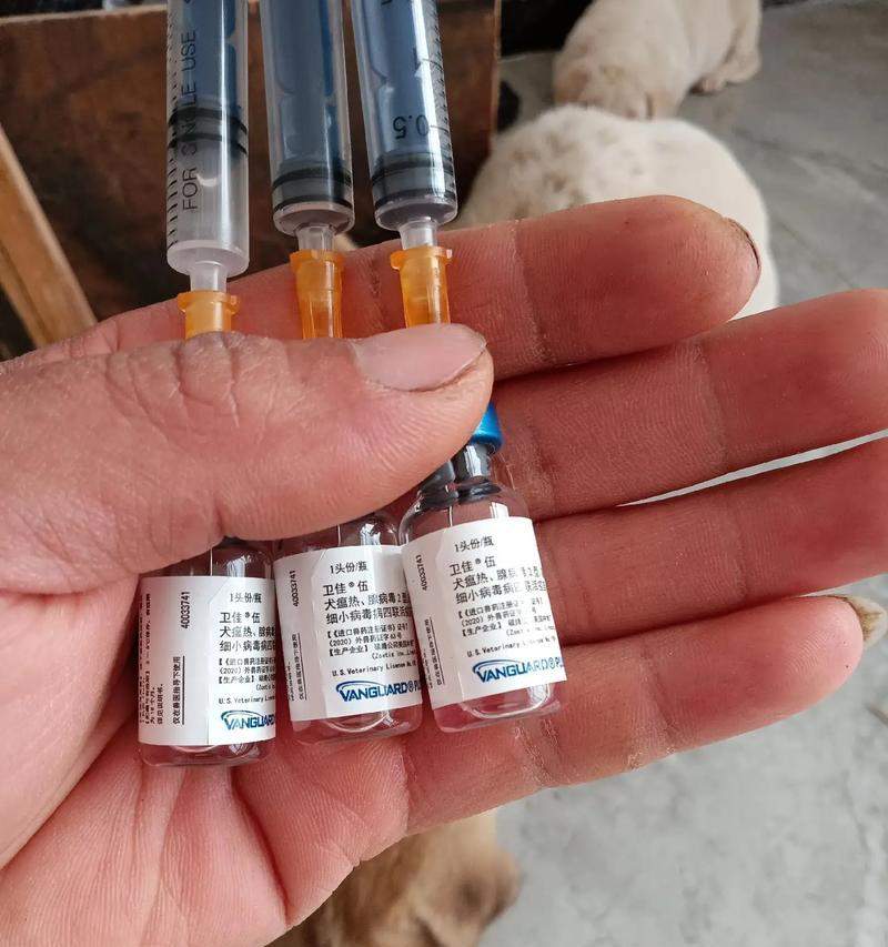 小狗疫苗接种计划与注意事项（了解小狗每个疫苗期间的时间和注意 - 新生家伴