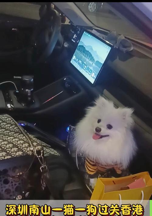 从大陆到香港的宠物隔离期限及注意事项（香港宠物隔离时间和规定、隔离期的必要性与影响）(图1)