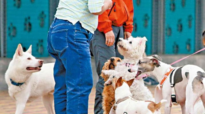 从大陆到香港的宠物隔离期限及注意事项（香港宠物隔离时间和规定、隔离期的必要性与影响）(图2)
