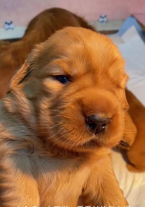 小金毛断奶的最佳时间是什么时候？（小金毛断奶时间的重要性及影响因素）(图2)