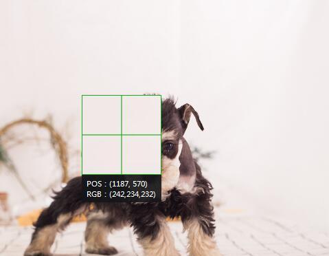 购买宠物狗所需证件及相关要求（了解买宠物狗必备的证件和注意事项，让你的宠物生活更安心）(图2)
