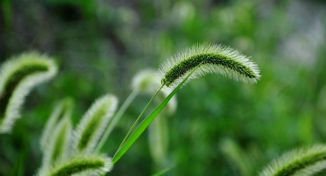 《研究表明,狗尾巴掉落的原因与品种有关》(探索狗尾巴掉落的关键因素以及如何预防)(图3) 《研究表明,狗尾巴掉落的原因与品种有关》(探索狗尾巴掉落的关键因素以及如何预防)(图3)