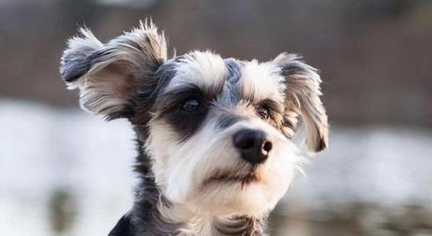 养什么狗最赚钱？（以经济利益为主导的犬类选择指南）(图2)