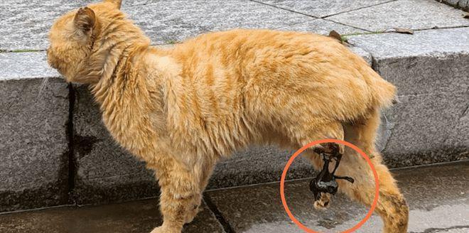 《研究表明,狗尾巴掉落的原因与品种有关》(探索狗尾巴掉落的关键因素以及如何预防)(图2) 《研究表明,狗尾巴掉落的原因与品种有关》(探索狗尾巴掉落的关键因素以及如何预防)(图2)