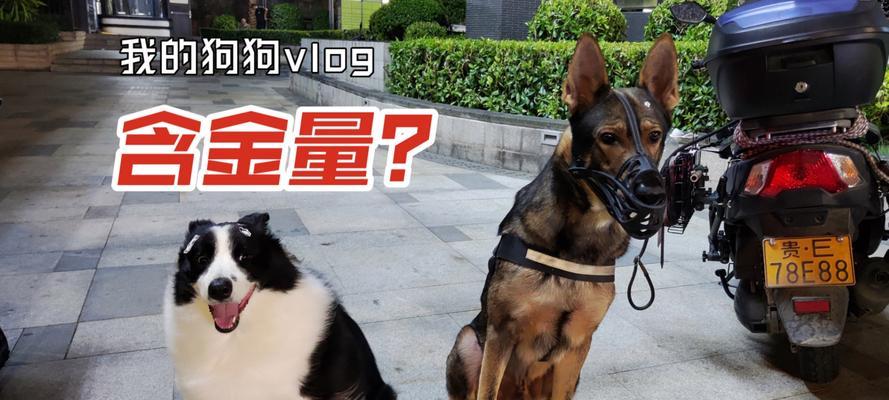 养什么狗最赚钱？（以经济利益为主导的犬类选择指南）(图1)