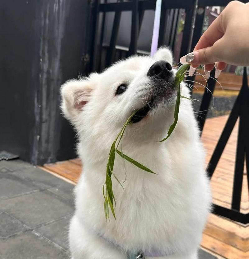 养什么狗最赚钱？（以经济利益为主导的犬类选择指南）(图3)