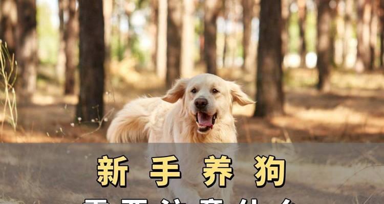 以配狗前注意什么东西（养狗前需要注意的关键事项） - 新生家伴