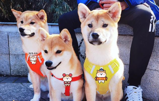 以配狗前注意什么东西（养狗前需要注意的关键事项）(图3)