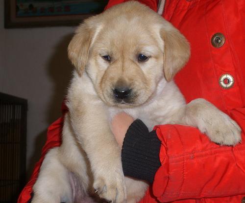 购买宠物狗所需证件及相关要求（了解买宠物狗必备的证件和注意事项，让你的宠物生活更安心）(图1)