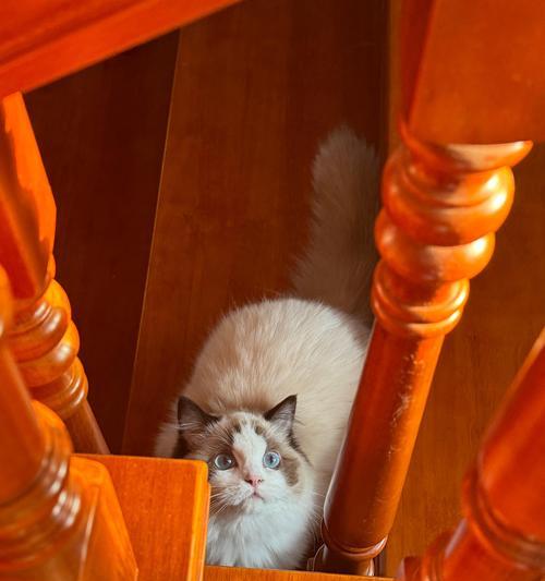 以猫皮屑多吃什么食物好(解决猫皮屑问题的饮食调整)(图2) 以猫皮屑多吃什么食物好(解决猫皮屑问题的饮食调整)(图2)