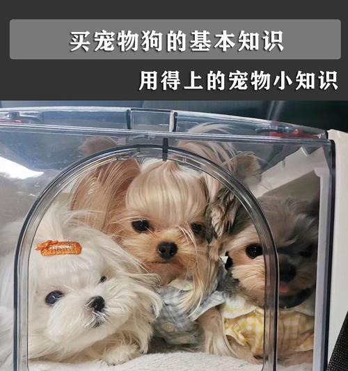 购买宠物狗所需证件及相关要求（了解买宠物狗必备的证件和注意事项，让你的宠物生活更安心）(图3)