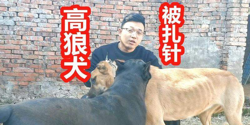 狼狗好养的原因（探寻狼狗成为理想宠物的关键因素）(图2)