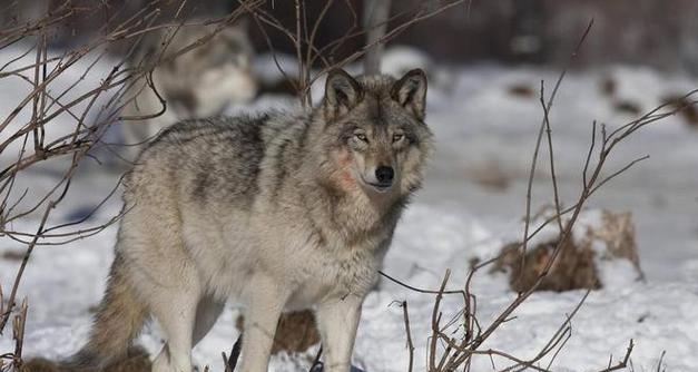 狼狗好养的原因（探寻狼狗成为理想宠物的关键因素）(图1)