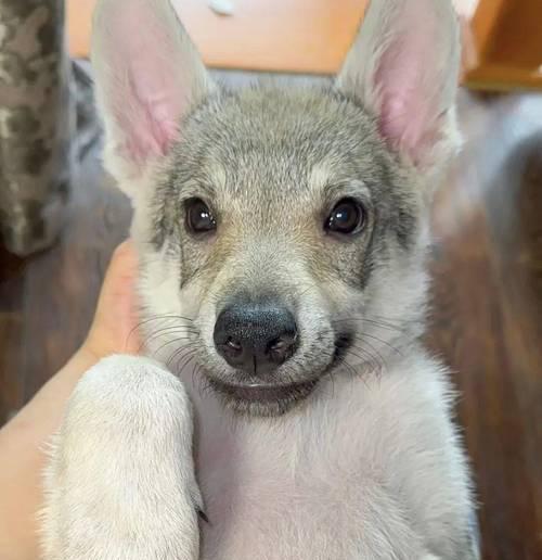 狼狗好养的原因（探寻狼狗成为理想宠物的关键因素）(图3)