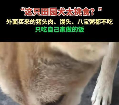 小狗饮食指南——什么肉最适合小狗食用？（一份详细的小狗饮食指南，帮助您选择适合小狗的肉类食品。）(图2)