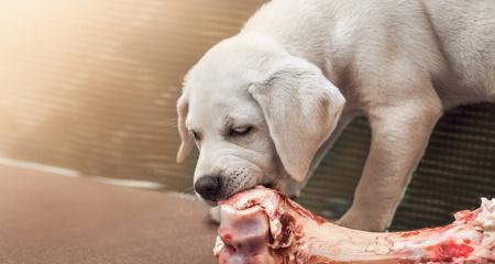 小狗饮食指南——什么肉最适合小狗食用？（一份详细的小狗饮食指南，帮助您选择适合小狗的肉类食品。）(图1)