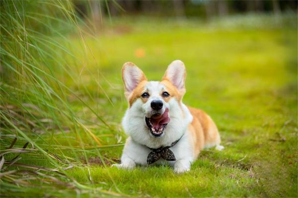 狗狗受伤可以用碘伏消毒吗？(图2)