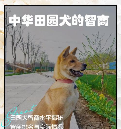 犬的智商(揭开犬类智慧的神秘面纱)(图3) 犬的智商(揭开犬类智慧的神秘面纱)(图3)
