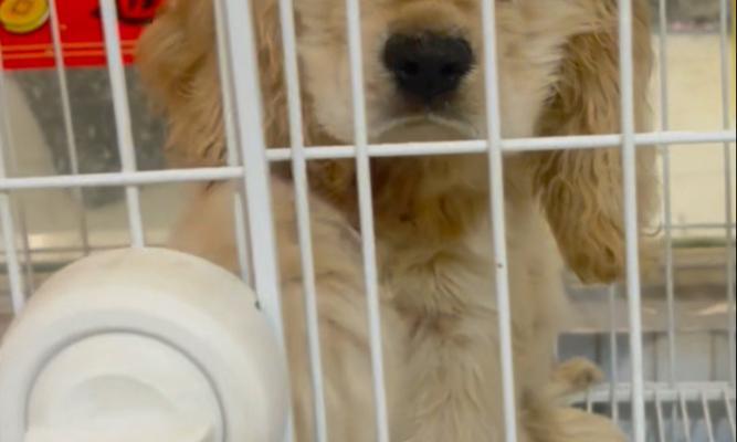 可卡犬的魅力与特点（探寻可卡犬的品种、性格和训练技巧）(图2)