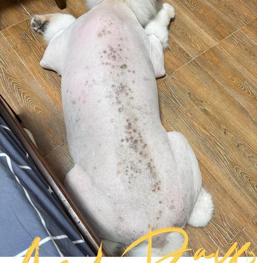 狗狗常见皮肤病及预防措施(探秘狗狗皮肤病,帮助你更好地保护它们的健康)(图2) 狗狗常见皮肤病及预防措施(探秘狗狗皮肤病,帮助你更好地保护它们的健康)(图2)