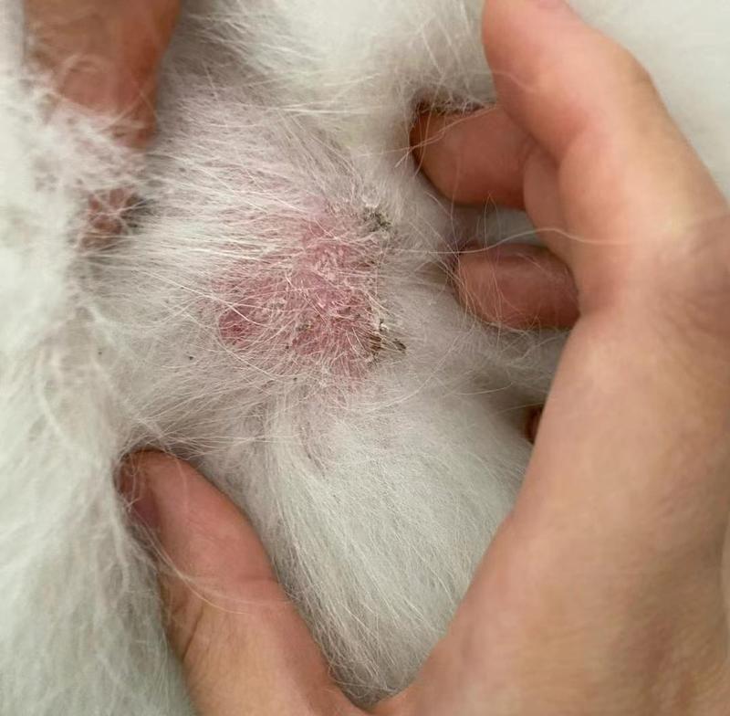 狗狗常见皮肤病及预防措施(探秘狗狗皮肤病,帮助你更好地保护它们的健康)(图1) 狗狗常见皮肤病及预防措施(探秘狗狗皮肤病,帮助你更好地保护它们的健康)(图1)