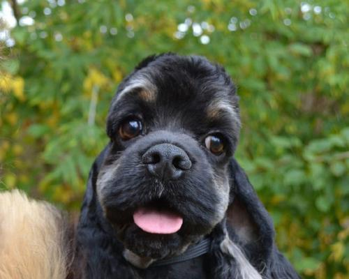 可卡犬的魅力与特点（探寻可卡犬的品种、性格和训练技巧） - 新生家伴