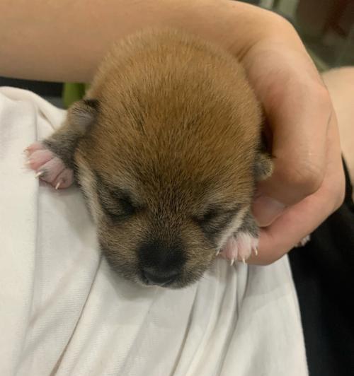 新生胎儿的视觉发育过程（探索胎儿睁眼时间的奥秘） - 新生家伴