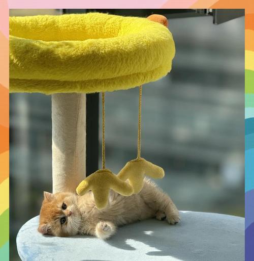 猫儿拉稀，需要持续关注多久？（解决猫儿拉稀问题的关键在于耐心 - 新生家伴