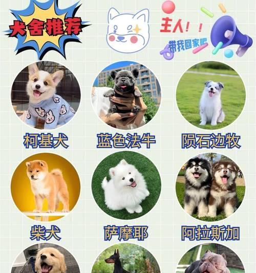 贵宾犬的价格是多少？（市场行情浮动不定，贵宾犬价格难以统一）(图3)
