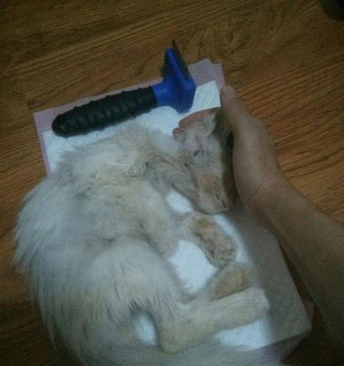 猫的尸体会在多长时间内变硬？（探究猫尸体变硬的过程和时间，揭秘背后的生物学原理） - 新生家伴